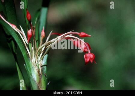 Maxillaria coccinea lo Williams Maxillaria coccinea lo Williams. Foto Stock