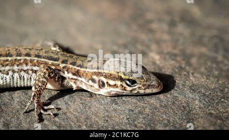 Il Gran Canarie Lucertola Gigante, Canarie Lizard, Gekko Foto Stock