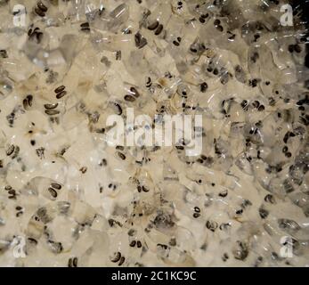 Bianco di larve di zanzara, alimenti per pesci Foto Stock