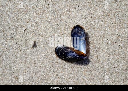 Cozze, cirripedi sulla spiaggia Foto Stock