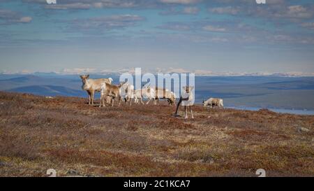 Allevamento di renne pascolare sul versante di una montagna in Lapponia svedese con bella vista in background Foto Stock