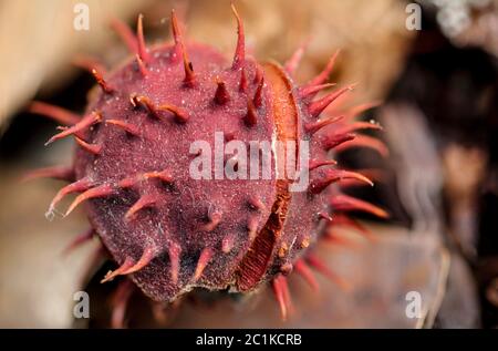 Dettagli di foglie autunnali, castagne, ghiande, mele, autunno, fine estate, India estate Foto Stock