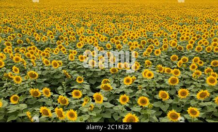 Vista panoramica da fuco a giallo naturale campo con girasoli in estate giornata di sole. Foto Stock