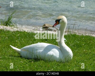 Single mute swan seduto in erba sulla riva Foto Stock