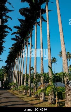 Vicolo delle palme in un bellissimo giardino botanico Peradeniya a Kandy, Sri Lanka. Viale delle palme da cavolo (Roystonia oleracea) fiancheggiato da lunghe file di palme Foto Stock