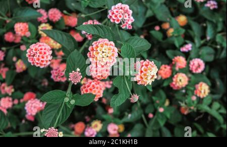 Bella fioritura profumata fiori di piante fiorite lantana camara della famiglia Verbena. Stagione in fiore in primavera. Specie botaniche colorate Foto Stock