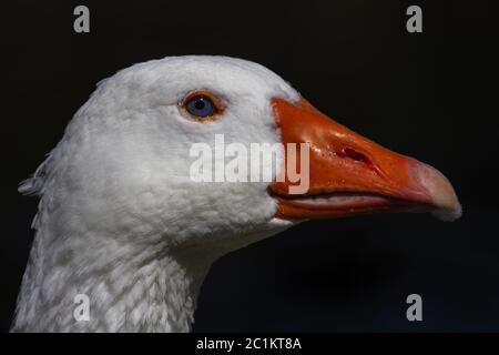 Oca bianca domestica (Anser anser formes domestica), ritratto animale Foto Stock