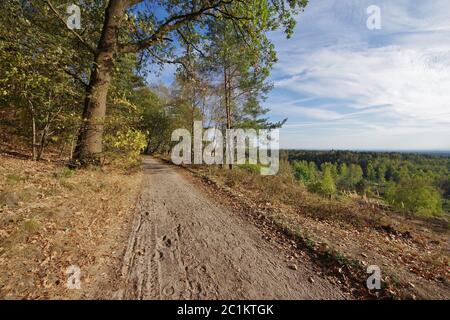 Oerlinghausen, Nature Reservat Senne, Ostwestfalen-Lippe, Nordrhein-Westfalen, Germania, Europa occidentale Foto Stock