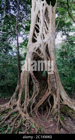 La Liana che coprì il tronco del ficus fino alla sua morte nel Santuario delle scimmie di Boabeng Fiema, Techiman, Ghana Foto Stock