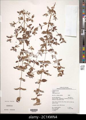 Lippia origanoides Kunth Lippia origanoides Kunth. Foto Stock