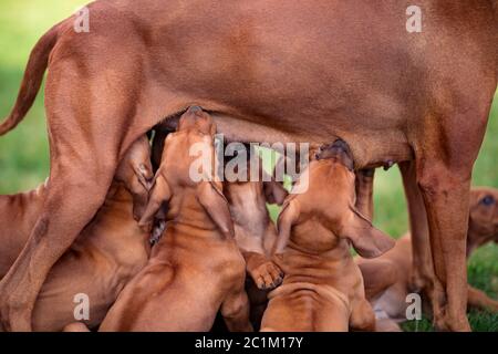 Rhodesian Ridgeback che allatta i suoi cuccioli su erba verde Foto Stock