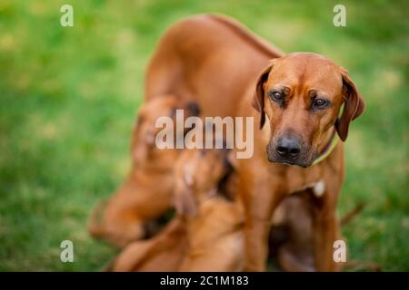 Rhodesian Ridgeback che allatta i suoi cuccioli su erba verde Foto Stock