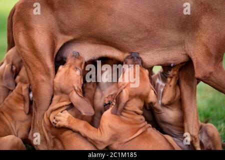 Rhodesian Ridgeback che allatta i suoi cuccioli su erba verde Foto Stock