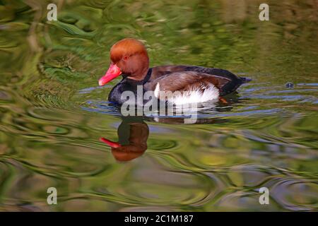 Colorato Rupon del pistone anatra Netta rufina in splendido vestito Foto Stock