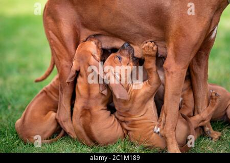 Rhodesian Ridgeback che allatta i suoi cuccioli su erba verde Foto Stock