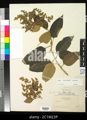 Buddleja tomentella Standl Buddleja tomentella Standl. Foto Stock