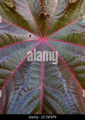 Fresco verde foglia macro texture close-up Foto Stock
