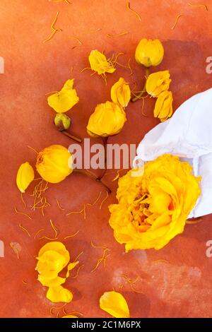 Fiori di cotone di seta gialla con tela di cotone. Foto Stock