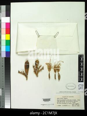 Agave parryi var couesii Agave parryi var couesii. Foto Stock