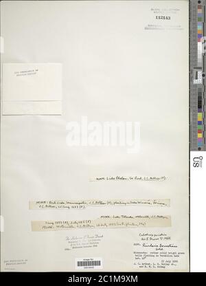 Calotrix parietina Calotrix parietina. Foto Stock