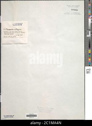 Coccloride stagnina coccloride stagnina. Foto Stock