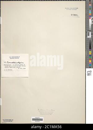 Coccloride stagnina coccloride stagnina. Foto Stock