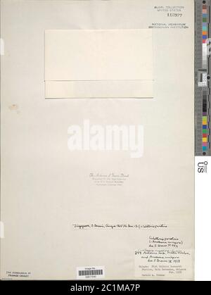 Calotrix parietina Calotrix parietina. Foto Stock