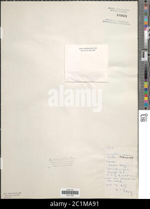 Coccloride stagnina coccloride stagnina. Foto Stock