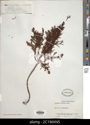 Dacrydium bidwillii Hook f ex Kirk Dacrydium bidwillii Hook f ex Kirk. Foto Stock