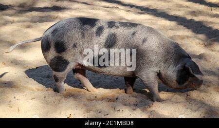 pig macchiato nella sabbia Foto Stock