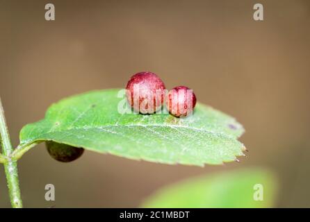 Gall di mele, fiele apple su una foglia Foto Stock