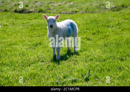 Agnello su un prato verde vicino al castello di Chirk in Galles, Regno Unito. Foto Stock