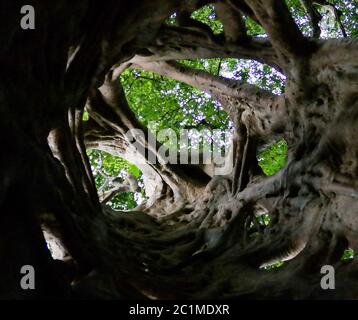 La Liana che coprì il tronco del ficus fino alla sua morte nel Santuario delle scimmie di Boabeng Fiema, Techiman, Ghana Foto Stock