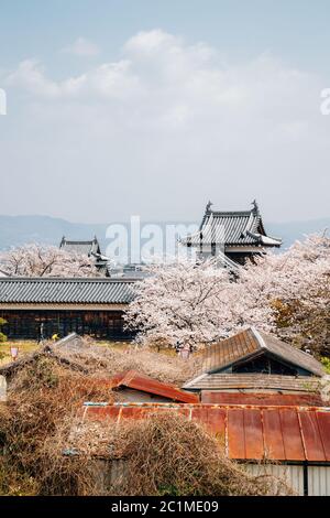 Parco del castello di Koriyama con fiori di ciliegio a Nara, giappone Foto Stock