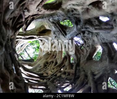 La Liana che coprì il tronco del ficus fino alla sua morte nel Santuario delle scimmie di Boabeng Fiema, Techiman, Ghana Foto Stock