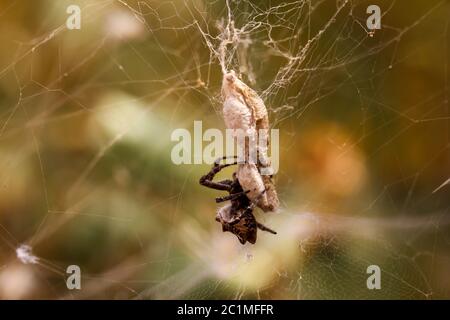 Cyrtophora citricola - Opuntia spider Foto Stock