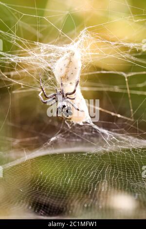 Cyrtophora citricola - Opuntia spider Foto Stock