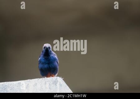 Ritratto di Robin indiano (Copsychus fulicatus) appollaiato su un muro e fissando la macchina fotografica Foto Stock