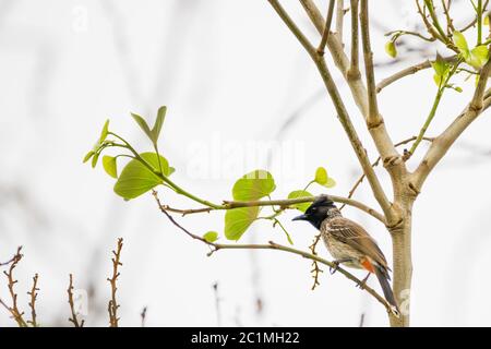 Bulbul (caffè Pycnonotus) con sfiato rosso che perzava su un ramoscello con foglie Foto Stock