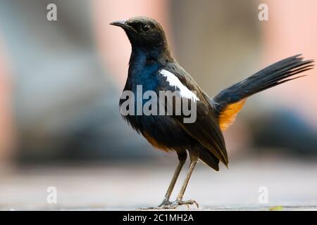 Ritratto di Robin indiano (Copsychus fulicatus) Foto Stock