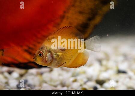 ritratto di un pesce discus bambino Foto Stock