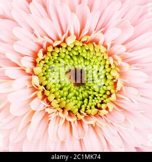 Pink Gerbera Daisy Foto Stock