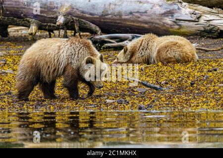 Cuccioli di orso grizzly che camminano e riposano lungo la zona intertidale, Glendale Cove, territorio delle prime Nazioni, Columbia Britannica, Canada Foto Stock