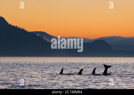 Balena killer residente del nord (Orcinus orca), pod famiglia che gioca nello stretto di Johnstone, British Columbia, Canada. Foto Stock
