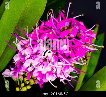 Ligustrum vulgare (selvatico privato, conosciuto anche come comune privato o europeo privato) - Londra, Regno Unito Foto Stock