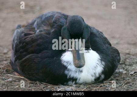 Vecchio animale domestico razza Pomerannente Foto Stock