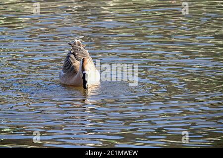 Swan Gans sul Neckar a Heidelberg dal fronte Foto Stock