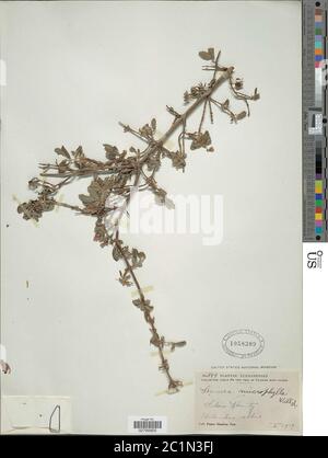 Lonicera microfylla Willd ex Schult Lonicera microfylla Willd ex Schult. Foto Stock