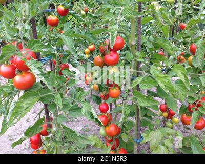 I pomodori maturano sull'arbusto in giardino Foto Stock