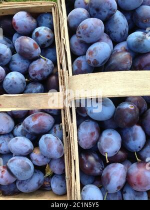 prugne appena raccolte in un cestino Foto Stock